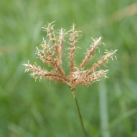 Nutsedge - perhaps the oldest managed 'weed' in Predynastic Egypt