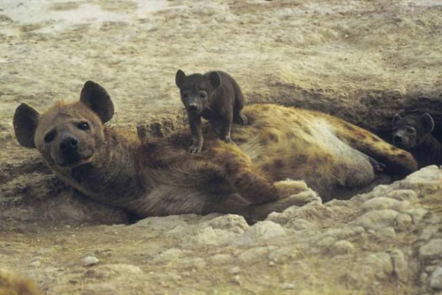 Hyena and pup, east Africa.  Source: Dr. Kay Holekamp, MSU.
